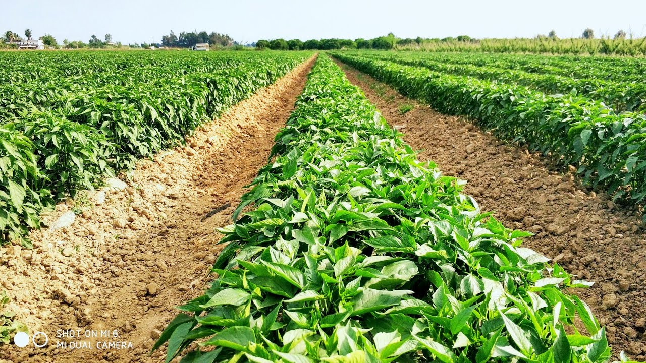 Awesome jalapeno chilli pepper growing . Jalapeno pepper farm and harvest