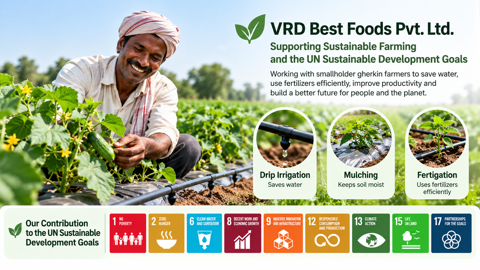 VRD Best Foods supporting sustainable gherkin farming through drip irrigation, mulching and fertigation.