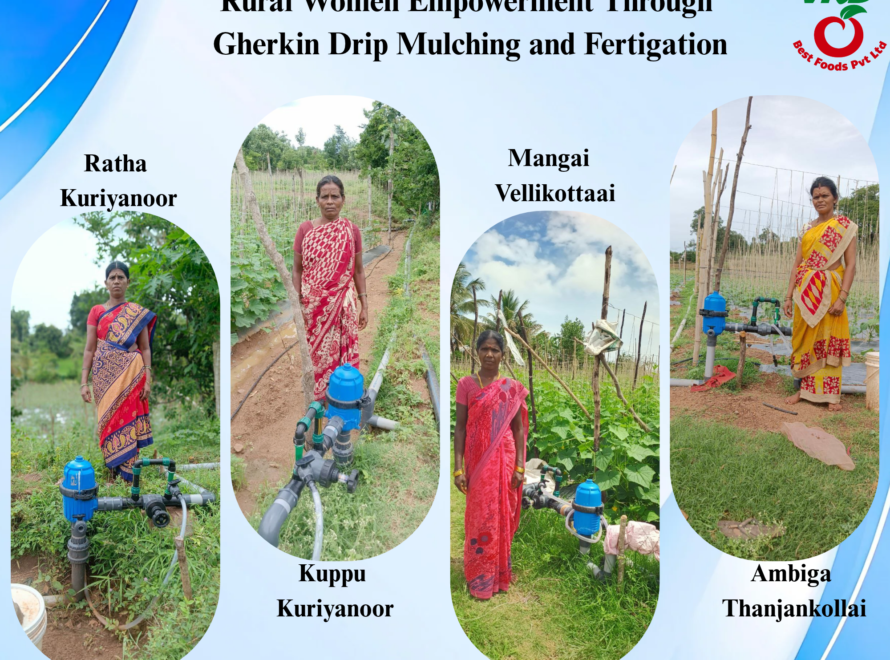 VRD Best Foods Pvt. Ltd. promoting gherkin cultivation, drip irrigation, mulching, fertigation, and rural women empowerment through farmer field visits.